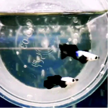 Hochzucht Guppy - Blue Panda