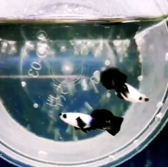 Hochzucht Guppy - Blue Panda