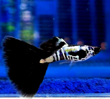Hochzucht Guppy - Black Cobra
