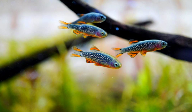 Perlhuhnbärbling – Danio margaritatus