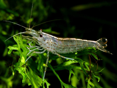 Caridina multidentata - Amanogarnele