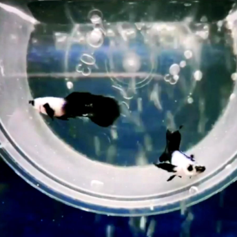 Hochzucht Guppy - Blue Panda