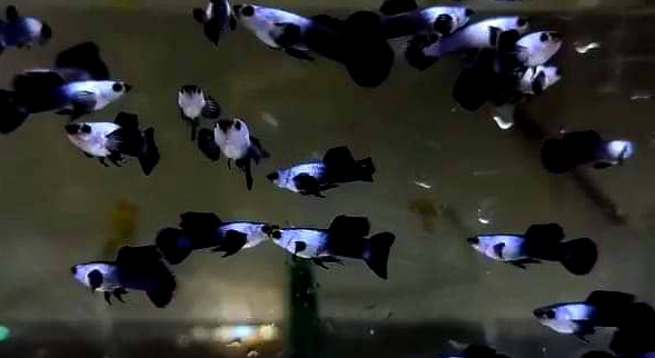 Hochzucht Guppy - Blue Panda