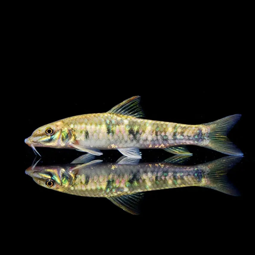Indischer Algenfresser – Garra gotyla AquaTimo