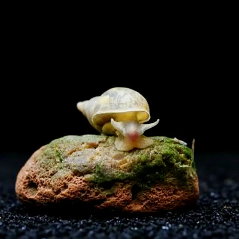 Spitzschlammschnecken – Yoda Schnecken (Lymnaea stagnalis) AquaTimo