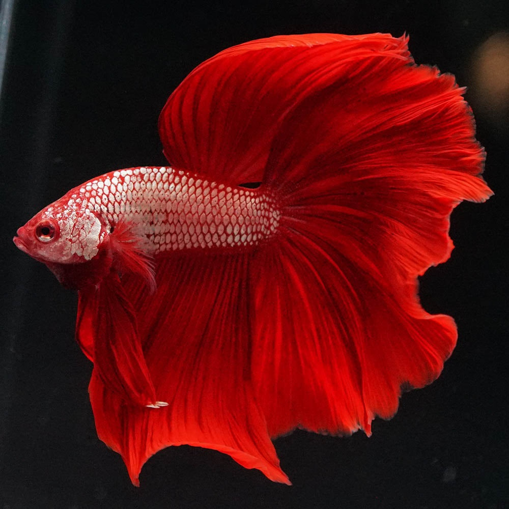 Betta splendens "Halfmoon Fancy Red" – Farbenfroher Kampffisch mit spektakulärer Musterung