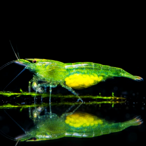 Caridina cf. babaulti "Green" Giftgrüne Zwerggarnele