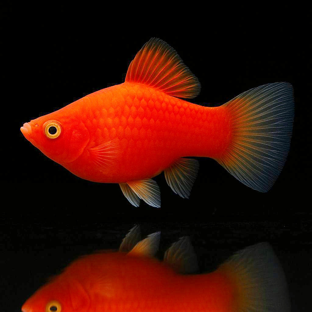 Platy Coral Red – Der rote Farbklecks für dein Aquarium
