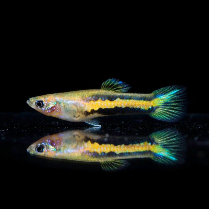 Parakärpfling „Gelb“ – Poecilia parae YELLOW