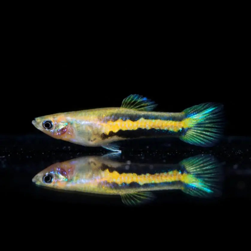 Parakärpfling „Gelb“ – Poecilia parae YELLOW AquaTimo