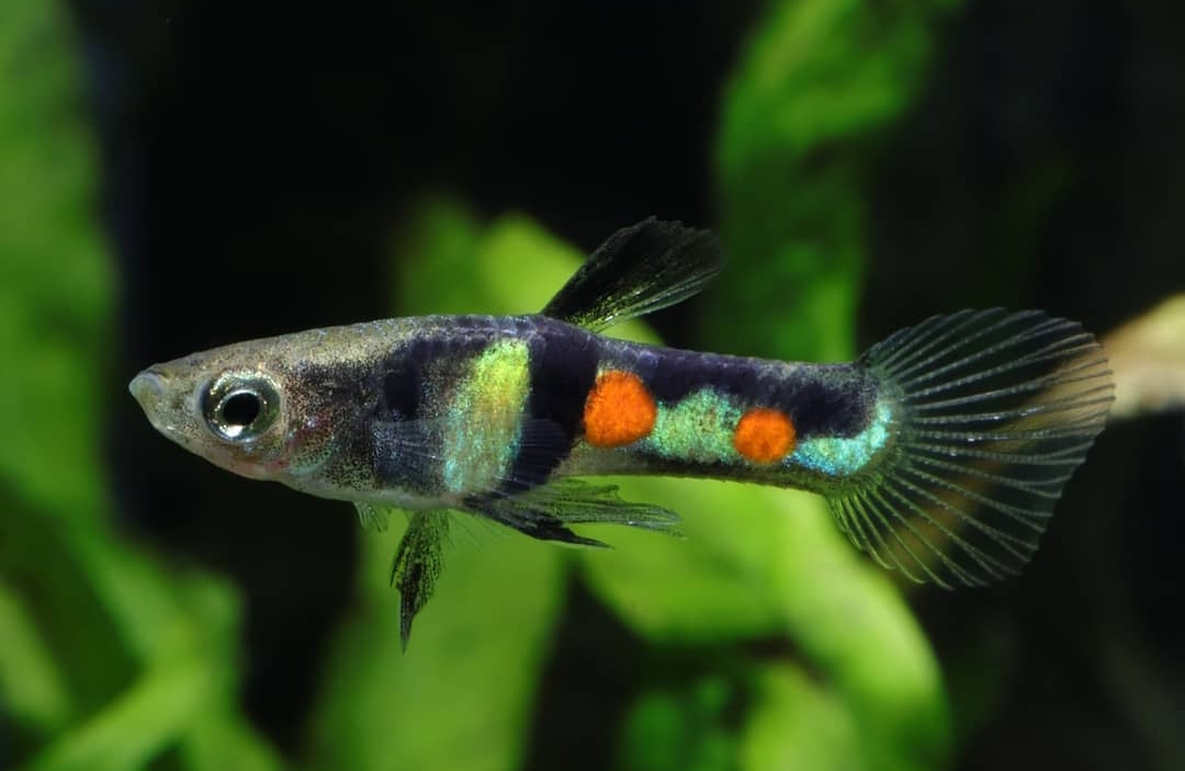 Poecilia wingei „El Tigre“ – Wildform 🐠🌿