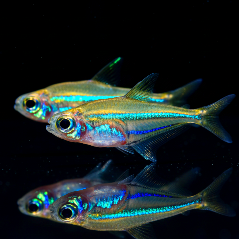 Blaubandsalmler – Heterocharax virgulatus