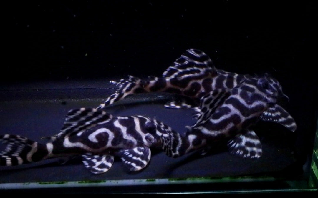 L236 Welse: Iriri-Harnischwels, Hypancistrus spec. ca 5 cm