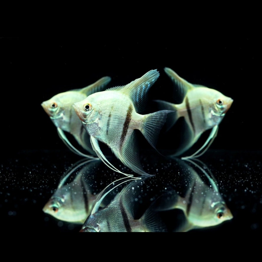 Skalar "Natur Grün Diamant"
Pterophyllum scalare – mit Glitzerschuppen 💚✨