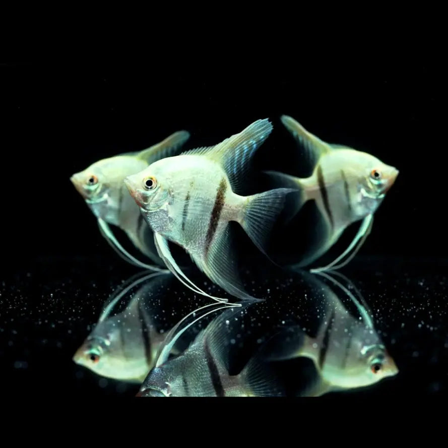 Skalar "Natur Grün Diamant"
Pterophyllum scalare – mit Glitzerschuppen 💚✨ AquaTimo