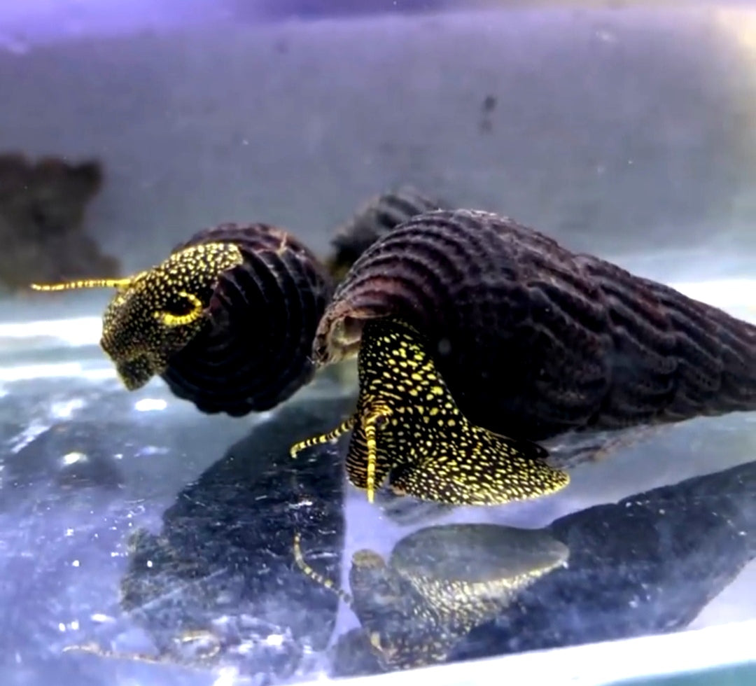 Tylomelania cf. Toradjarum - Yellow Spot