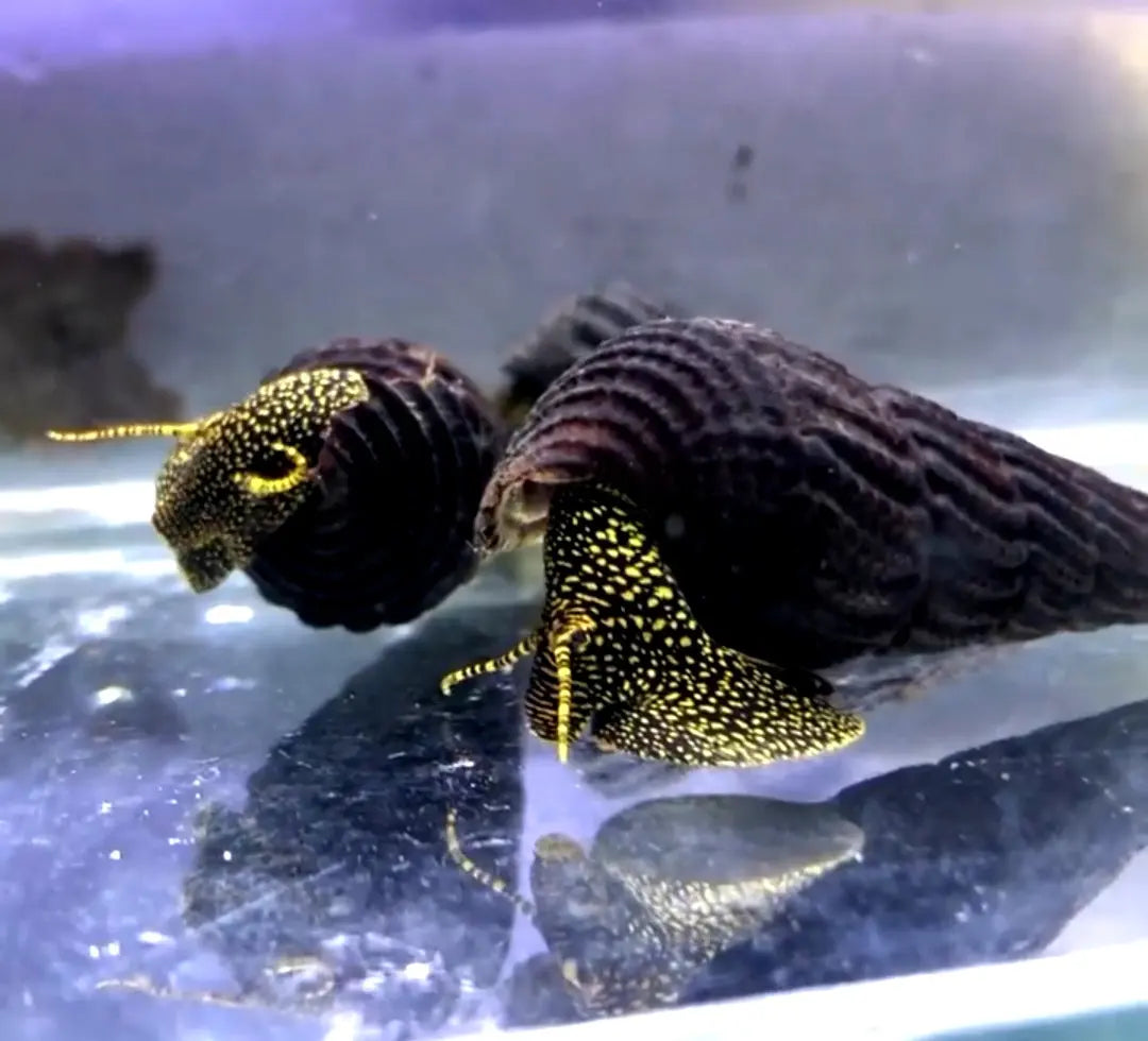 Tylomelania cf. Toradjarum - đđ€Yellow Spot AquaTimo