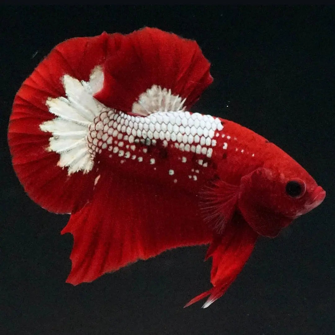 Betta splendens "Plakat Samurai Red" – Eleganter Kampffisch mit tiefroter Pracht AquaTimo
