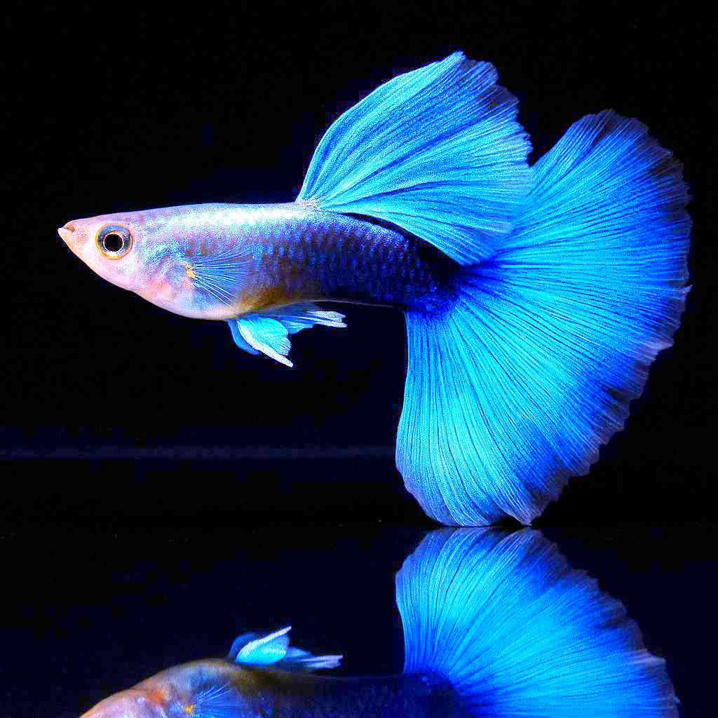 Hochzucht Guppy - Blue Tuxedo