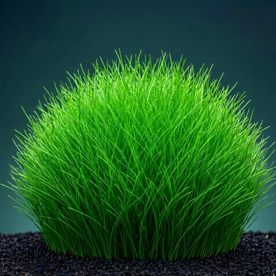 Eleocharis acicularis / Dennerle-Plants AquaTimo