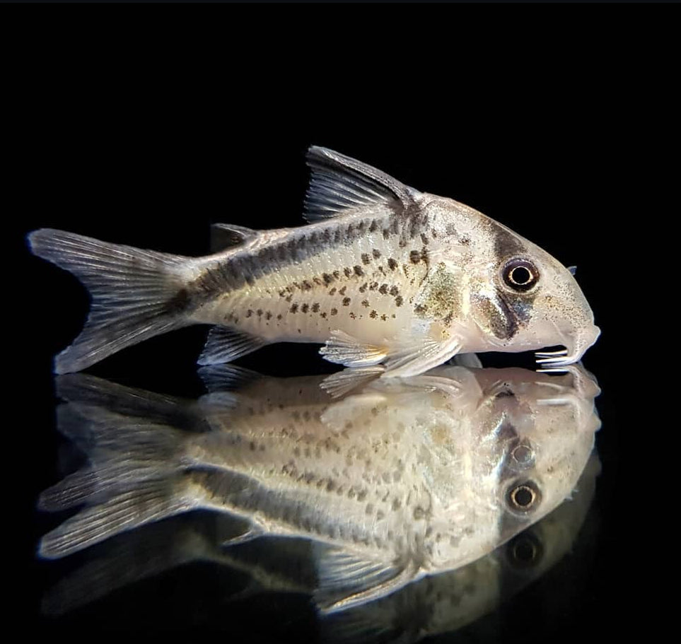 Axelrods Panzerwels – Hoplisoma (Corydoras) axelrodi 🐠🌿