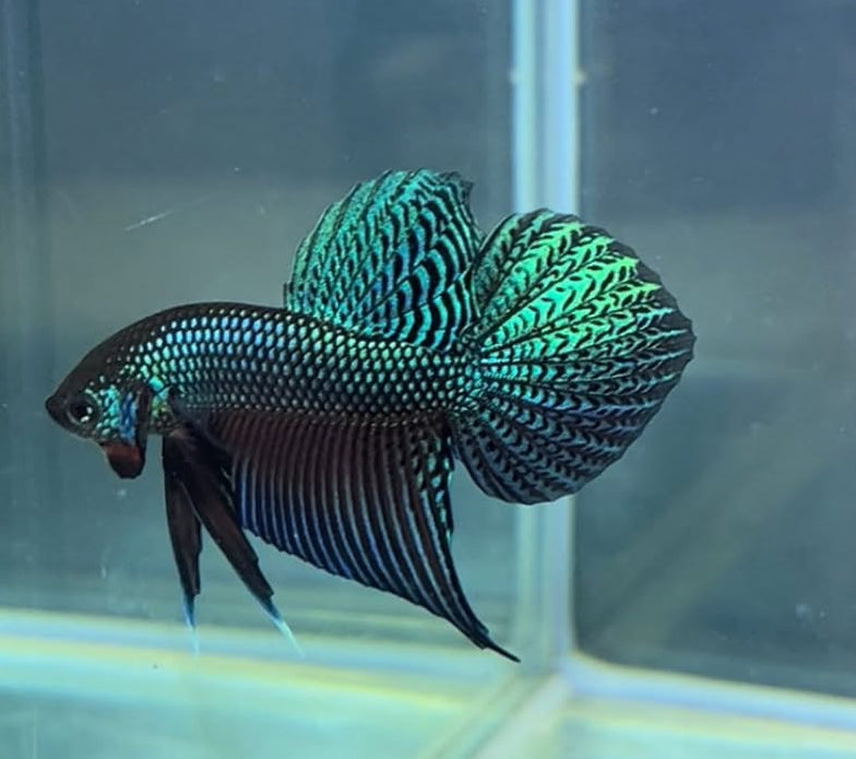 Smaragd-Kampffisch – Betta smaragdina 🐟💚