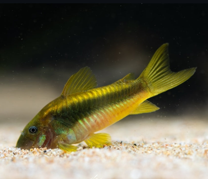 Metallpanzerwels „Gold Stripe“ – Corydoras aeneus var. „gold stripe“ ✨🐟 CW010