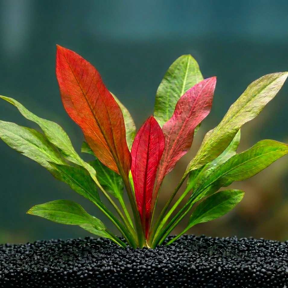 Echinodorus cord. 'Harbich Rot' / Dennerle-Plants
