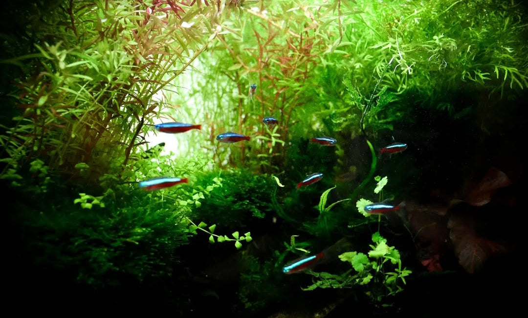 Roter Neonsalmler – Paracheirodon axelrodi