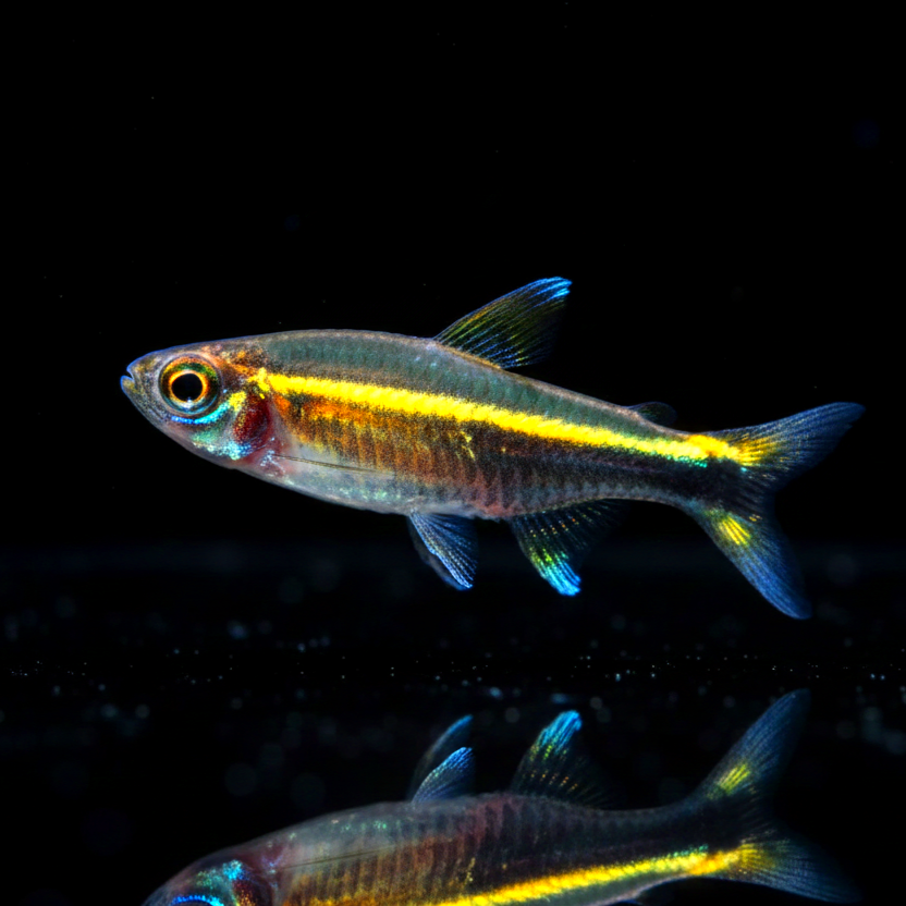 Grüner Neonsalmler – Hemigrammus hyanuary