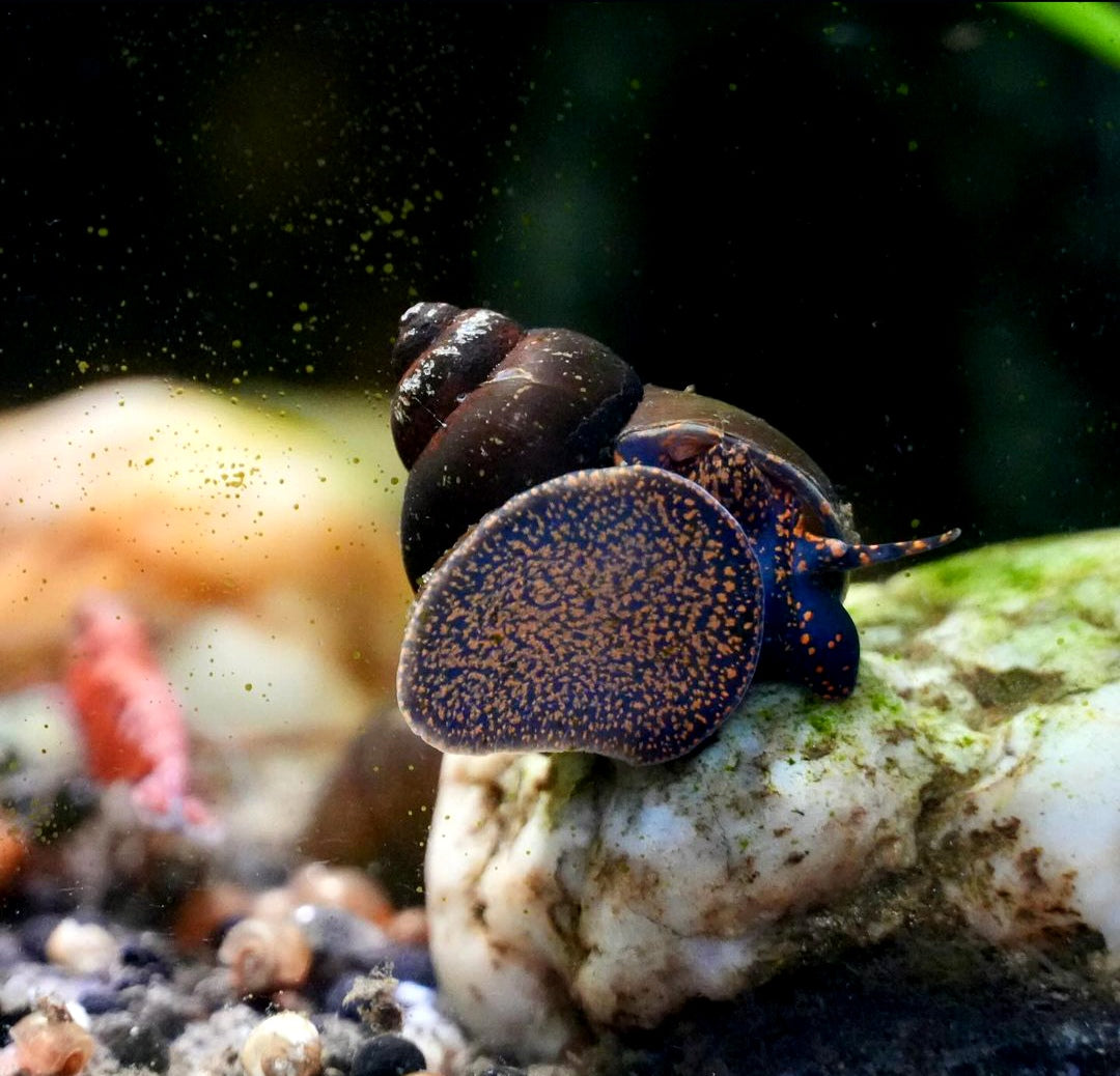 Notopala sp. - Blue Berry Snail