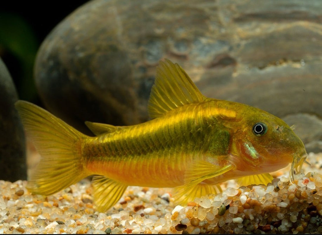 Metallpanzerwels „Gold Stripe“ – Corydoras aeneus var. „gold stripe“ ✨🐟 CW010