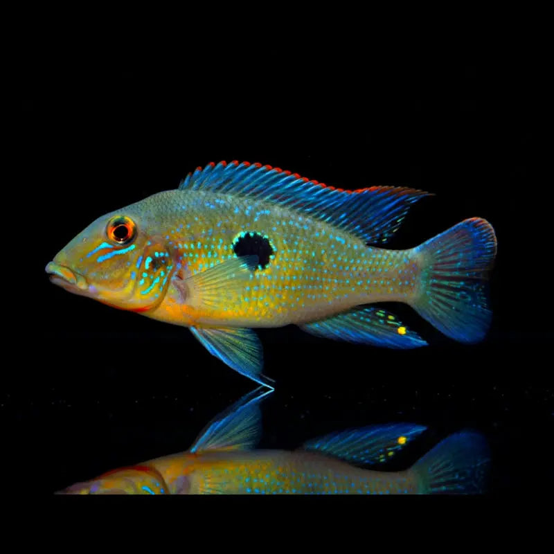 Stromschnellen-Erdfresser – Retroculus lapidifer AquaTimo