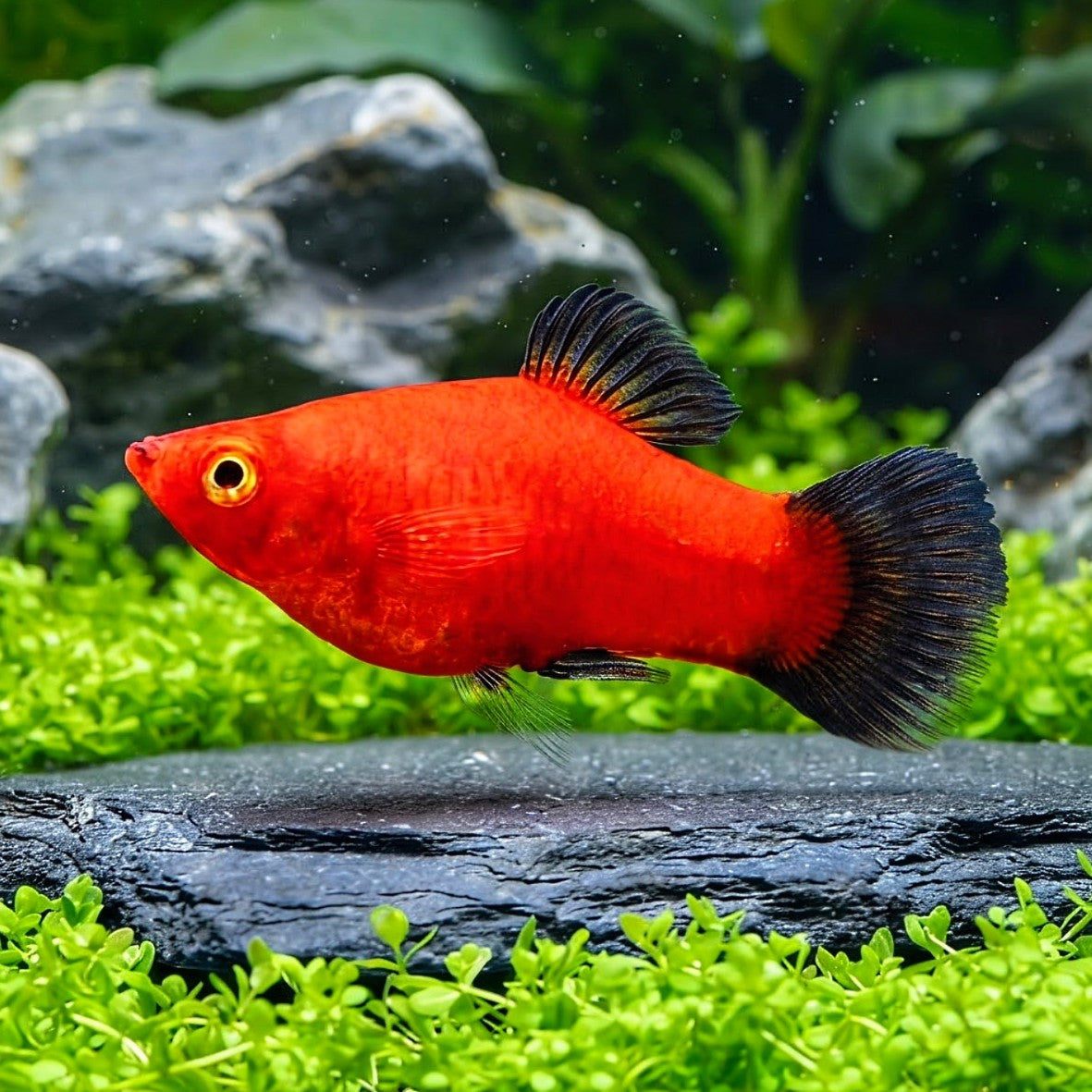 Platy Wagtail-MIX – Farbenfroher Blickfang für jedes Aquarium