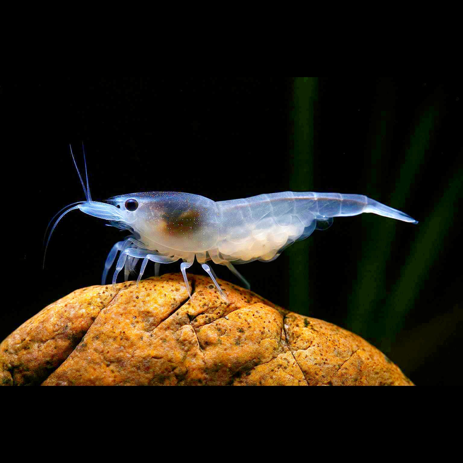 Neocaridina davidi - White Pearl Garnelen