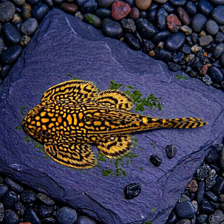 Prachtflossensauger – 💛 Sewellia lineolata 🐟🌿 - Flossensauger AquaTimo