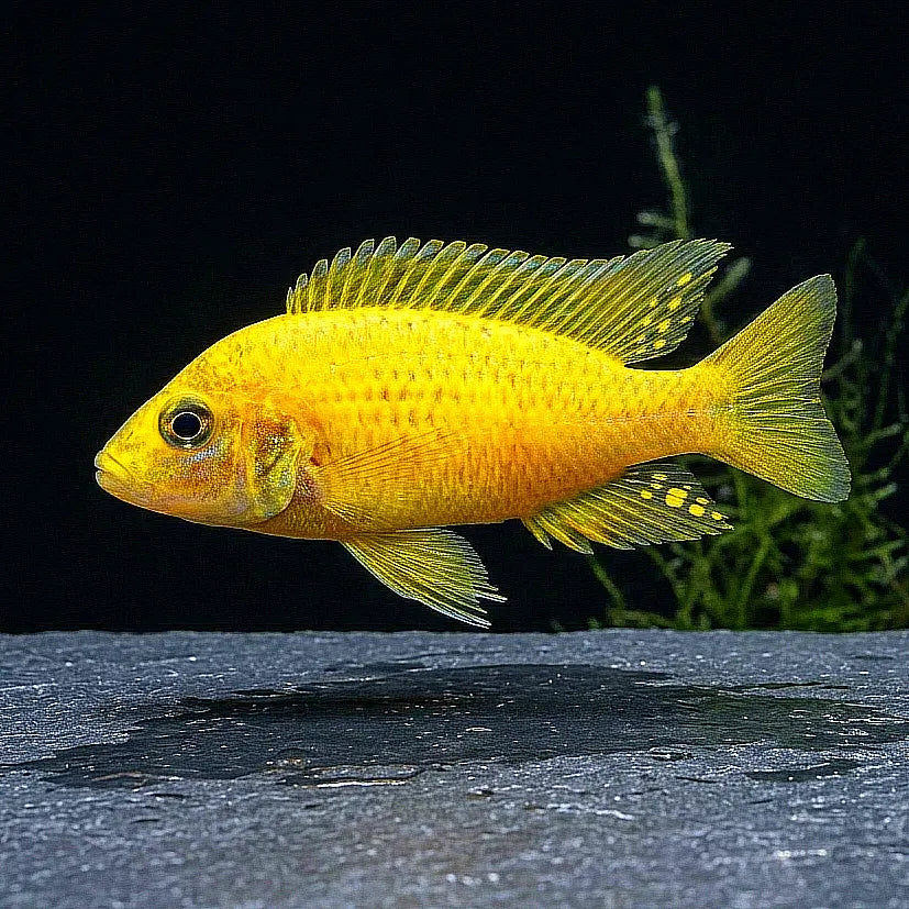 Kleine Gold-Tilapie – Sarotherodon knauerae AquaTimo