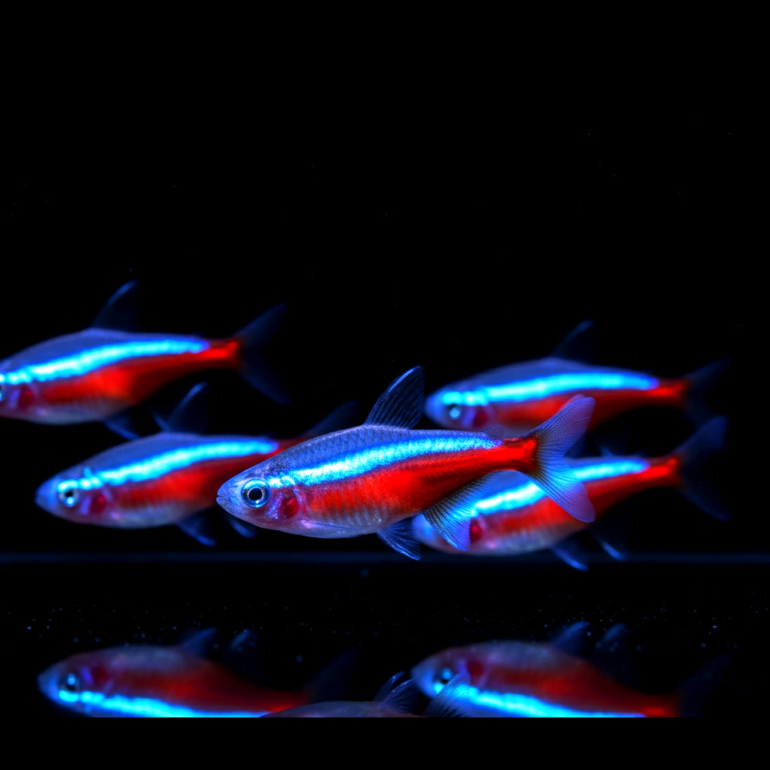 Roter Neonsalmler aus Liebevoller Zucht  – Paracheirodon axelrodi