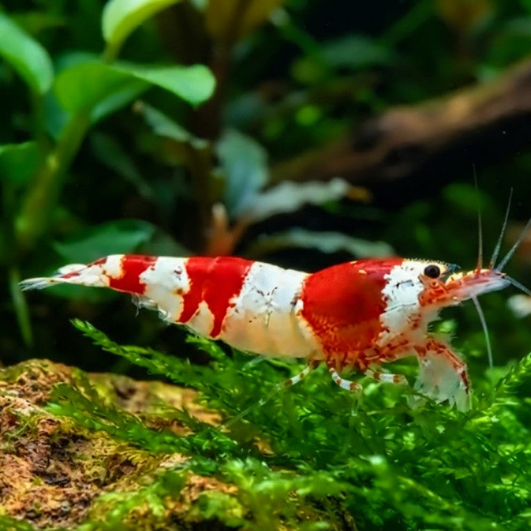 Caridina logemanni - Zwerggarnele ❤️🤍 "Cristal Red" K2-K4