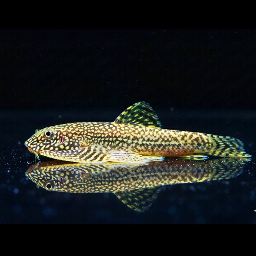 Vietnam-Flossensauger – Sewellia albisurea