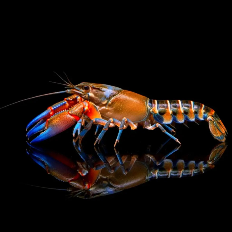 Cherax Peacock 🦞🌈 AquaTimo