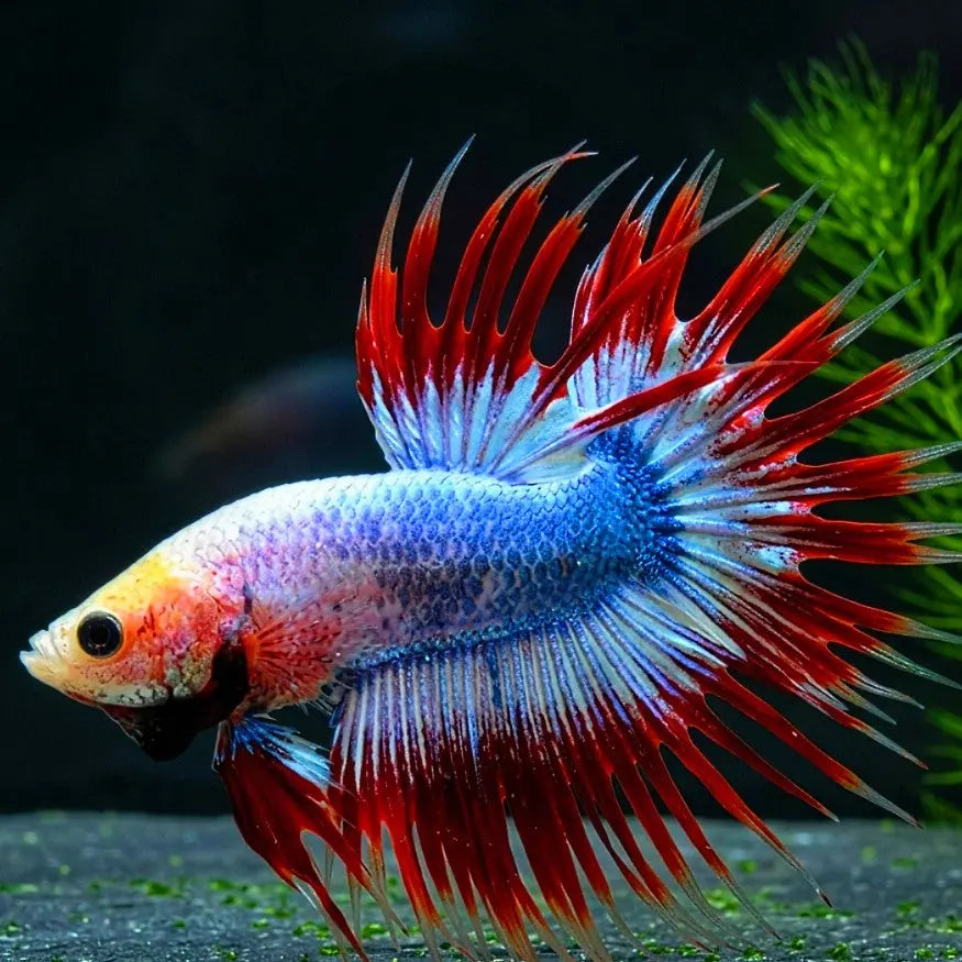 Kampffisch Betta splendens – Crowntail Thaiflag AquaTimo