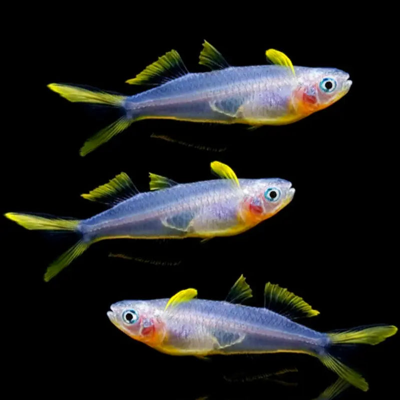 Pseudomugil furcatus – 💛💙Gabelschwanz Blauauge AquaTimo