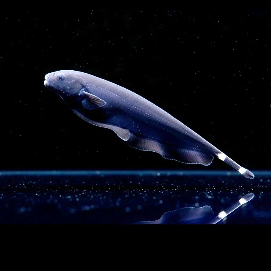 Weißstirn-Messerfisch – Apteronotus albifrons AquaTimo
