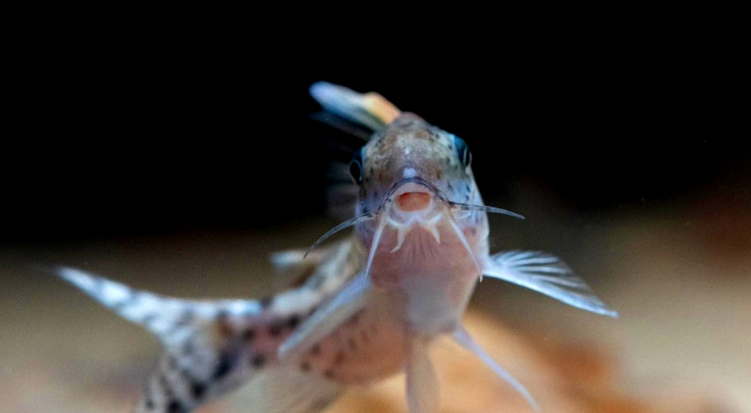 Superschwartzii CW28 - XXL Highfin