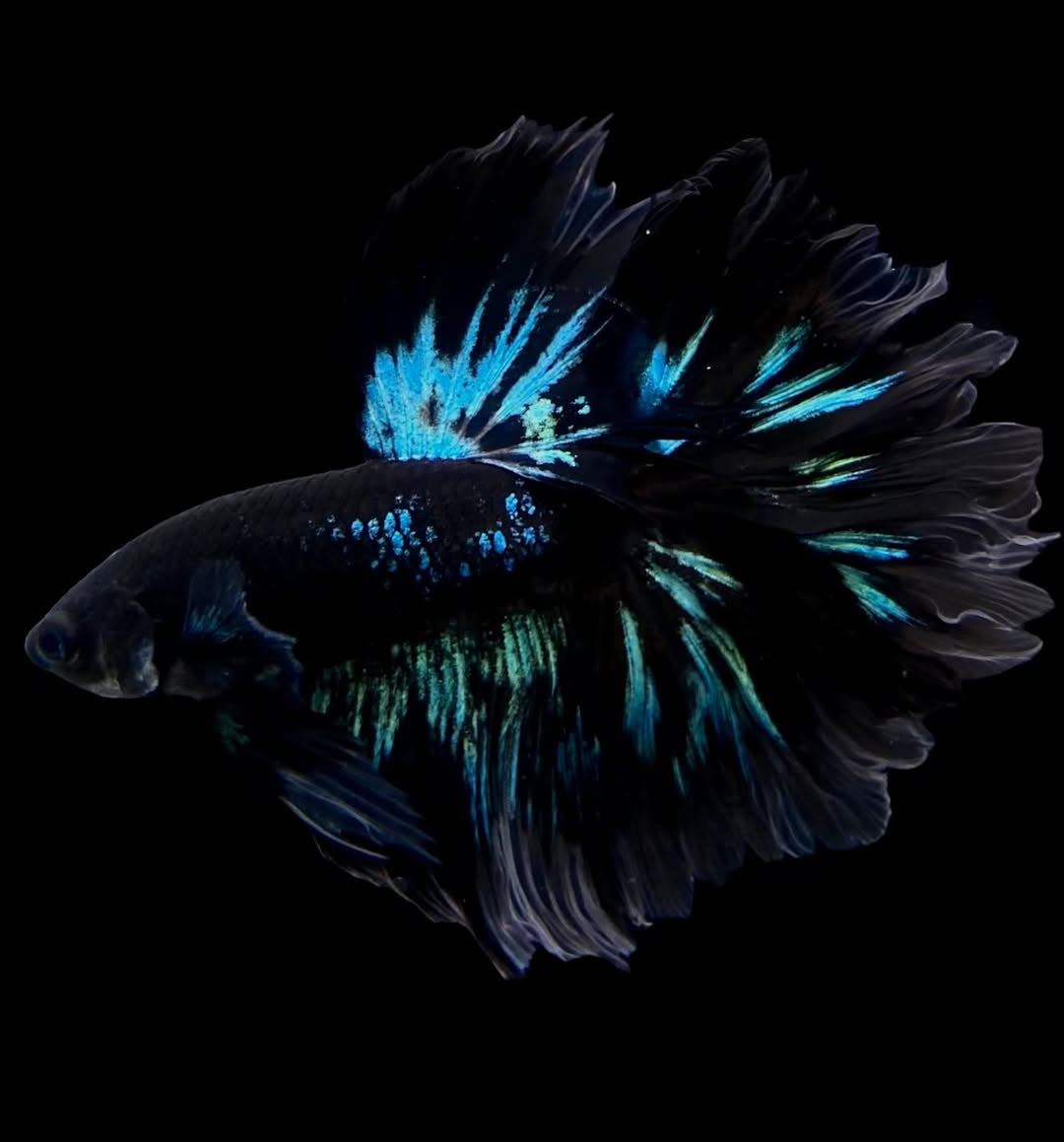 Betta splendens "Halfmoon Mix" – Eleganter Kampffisch
