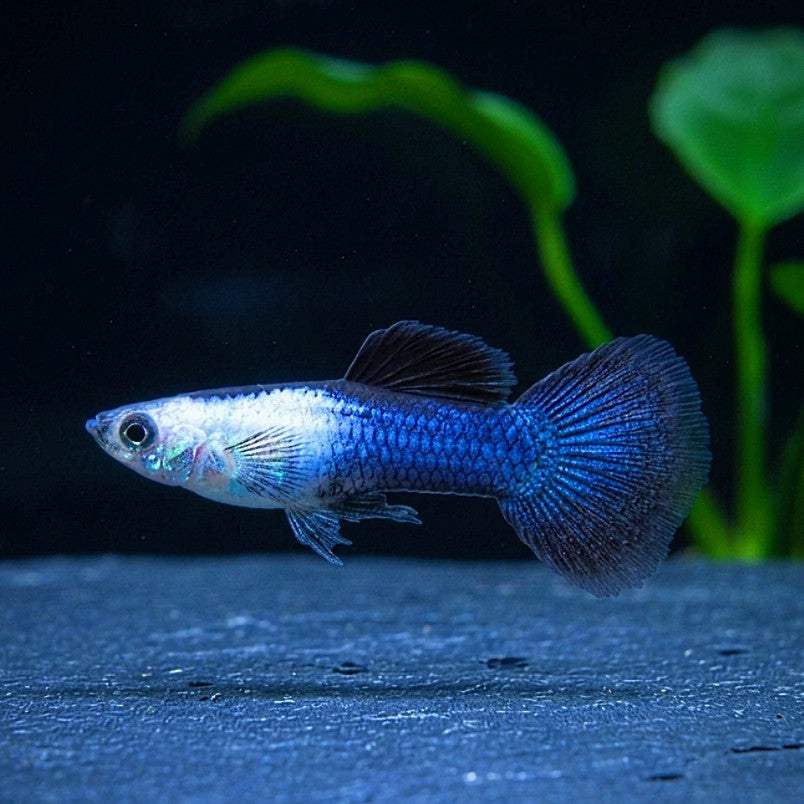 Hochzucht-Guppy - 💙 Blue Panda
