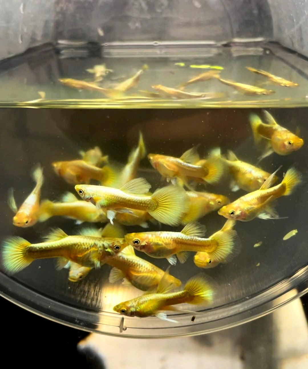 Hochzucht Guppy - 💛 Full Gold