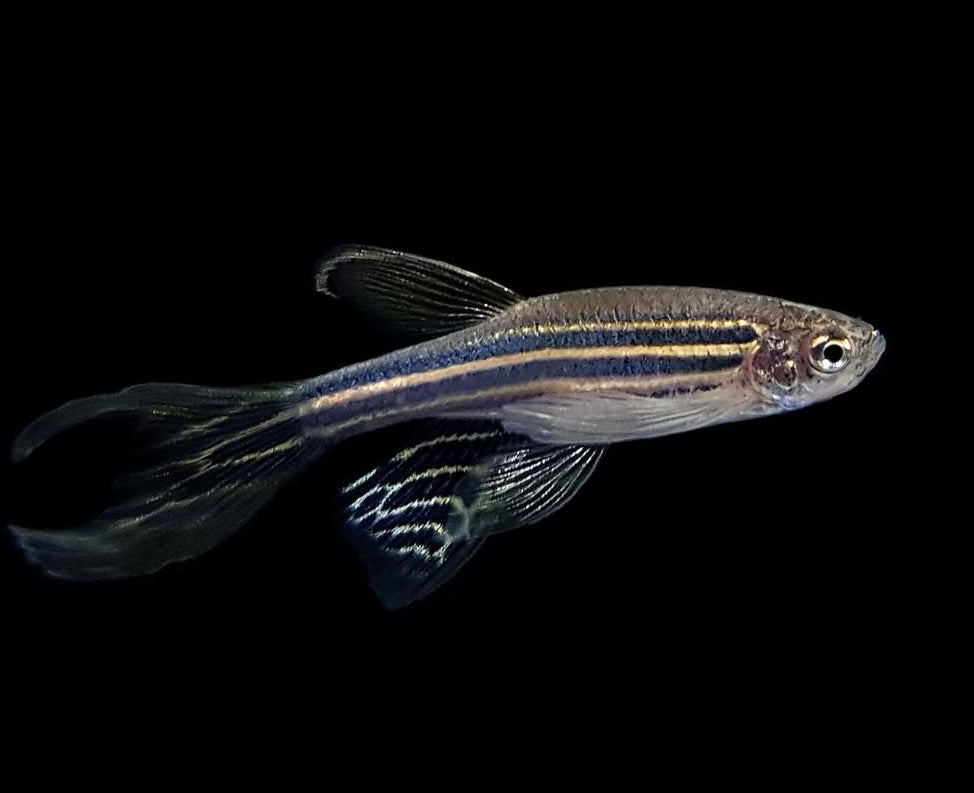 Zebrabärbling – Danio rerio 🐟⚡