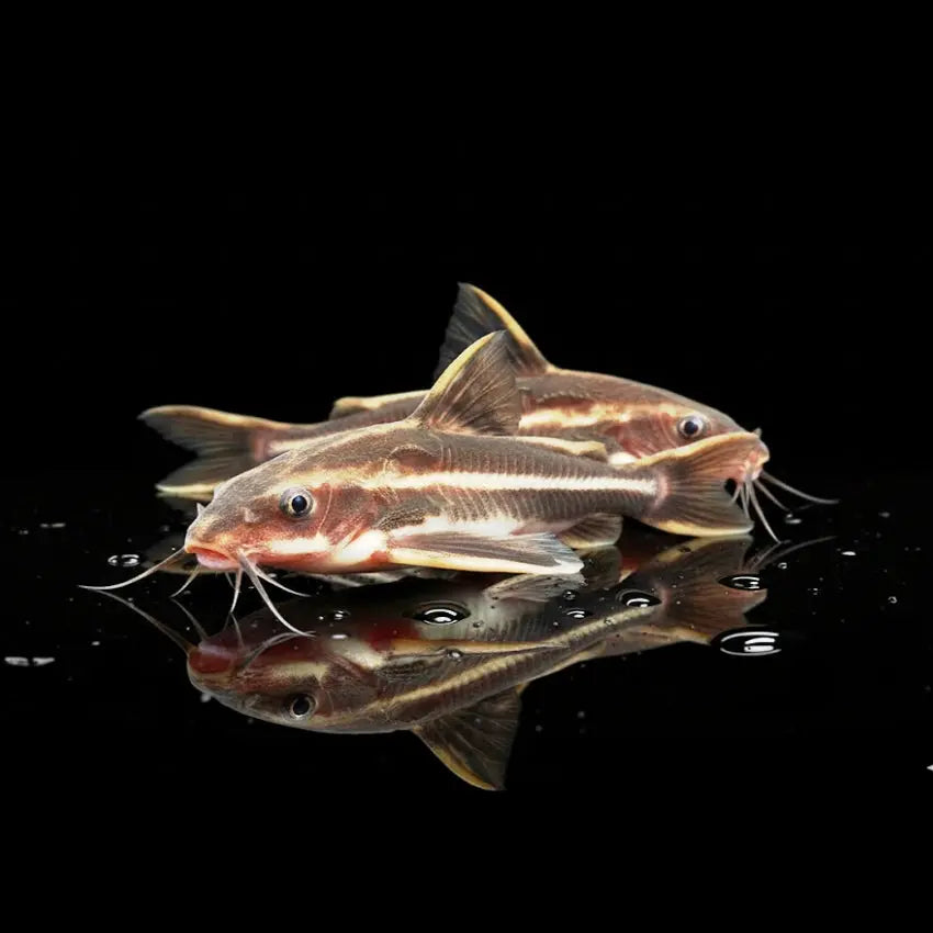 Liniendornwels
Platydoras costatus AquaTimo